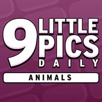 9 Little Pics Daily: Animals